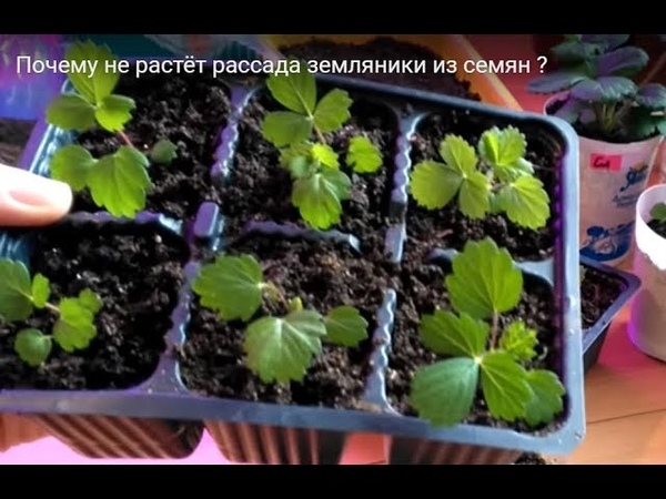 переросшая рассада томатов. рассада помидор всходы. пикировка сеянцев петуний. рассада плохо растет. москвичка рассада томатов.