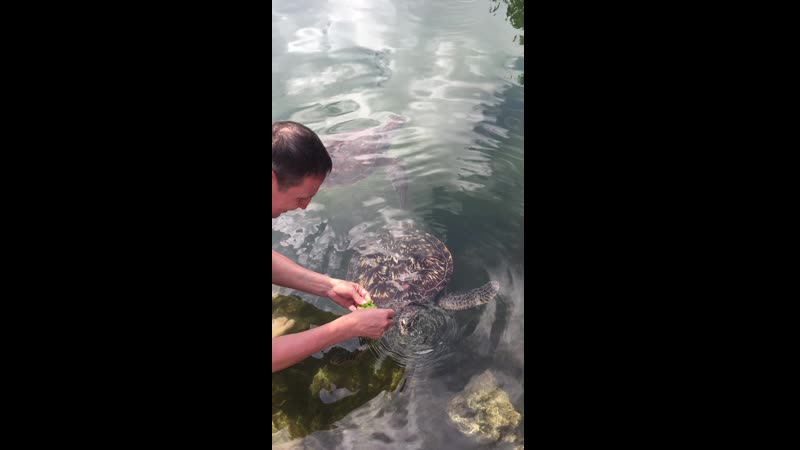 Sea turtle ФЕВРАЛЬ 2021г