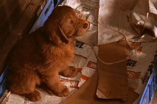 Флюк (fluke) 1995. Фильм счастливчик флюк. Флюк (fluke) 1995. Флюк фильм 1995. Флюк 1995.