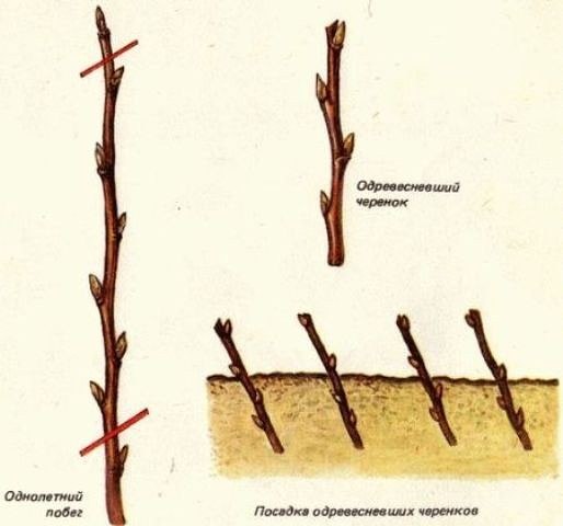 6 СОВЕТОВ ПО РАЗМЕЩЕНИЮ СМОРОДИНЫ В САДУ 1. Черная смородина - влаголюбивая культура и выносит некоторое затенение. Поэтому на участке для нее лучше отводить пониженные увлажненные места с