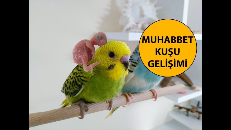 Muhabbet Kuşu Yavrusu Gelişimi