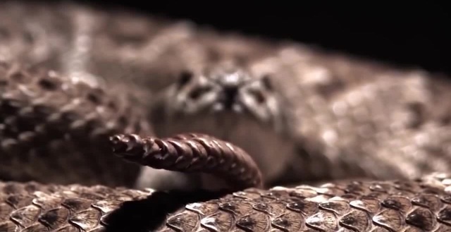 Snake OPR
