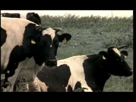 Божья Коровка - Веселый Ди-Джей