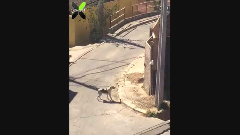Главное - это разбег!
