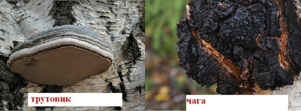 Гриб трутовик чага. Как отличить чагу. Берёзовый гриб чага и трутовик. Трутовик березовая чага. Гриб трутовик чага.