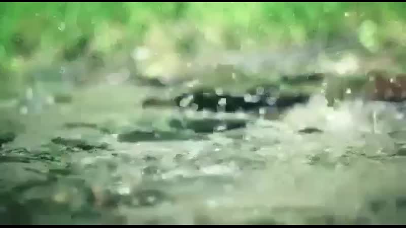 2_5346016338169038061.MP4