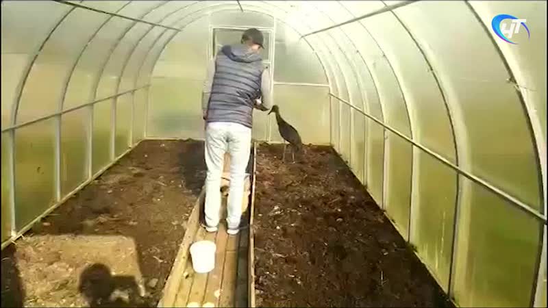 Ветеринары забрали краснокнижного черного аиста из деревни Медведь в Санкт-Петербург на лечение Ветеринары забрали краснокнижного черного аиста из деревни Медведь в Санкт-Петербург на лечение
