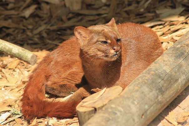 леопард оцелот. длиннохвостая кошка маргай. пума ягуарунди рыжая. дикая кошка ягуарунди. калимантанский лори.